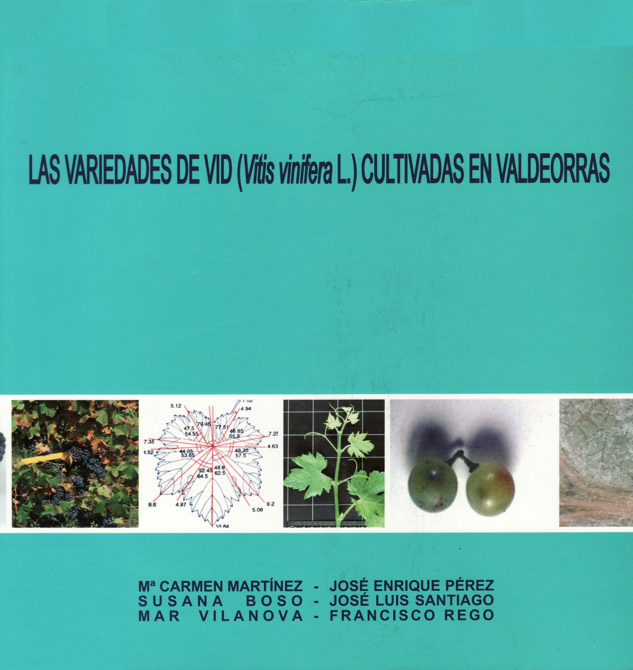 Las variedades de vid cultivadas en Valdeorras